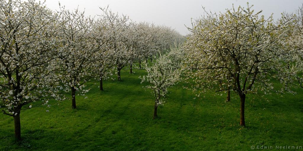 ENE-20090413-0000.jpg - [nl] Aalst Fruitboomgaard[en] Aalst Orchard with fruit trees